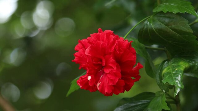 red hibiscus flower