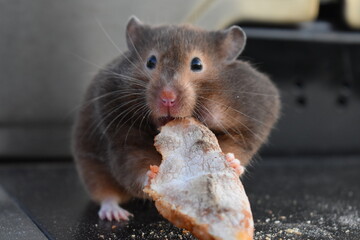 chubby domestic hamster eating pizza
