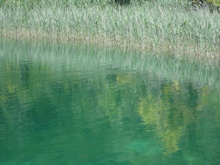 Reflection of trees in the water.