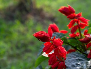 A Close up of Red Celosia Flowers with copy space Background or Wallpaper