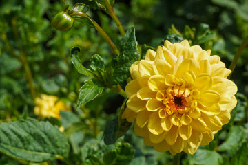 close-up of a yellow Dahlia flower