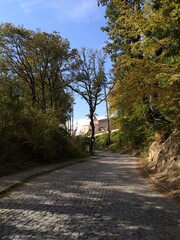Obraz premium Road in autumn forest.