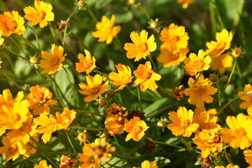 yellow flowers in the sunlight