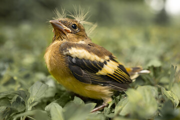 Baby bird with a punk hairstyle, separated from its mother and feeling lost in the grass