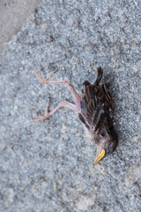 Toter Vogel - aus Nest gedrängt