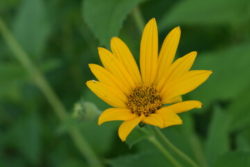 yellow flower on green background