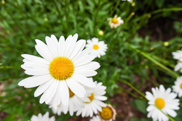 Close-up of a bright white daisy in a garden in summer with other flowers