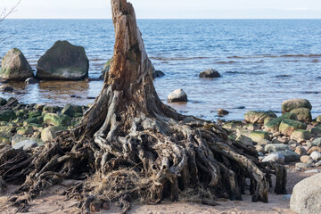 Fototapeta premium Beautiful, sea landscape in sunny, spring day. Latvia, Baltic Sea