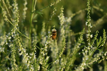 honeybee on long white flowers