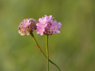 Pink flowers of sea thrift (Armeria Maritima) 