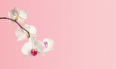 Fototapeta na wymiar Branch of blooming white Phalaenopsis orchid close-up on a pink background with copy space. Valentine's day concept, romance