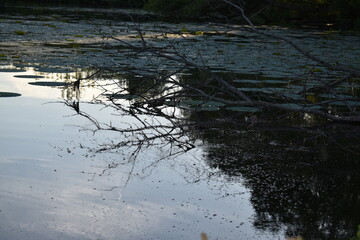 lake reflection