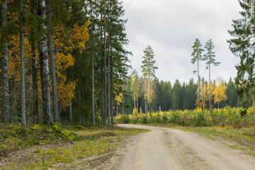 Obraz premium A curving autumn road. Autumn landscape with fallen dry yelow leaves.