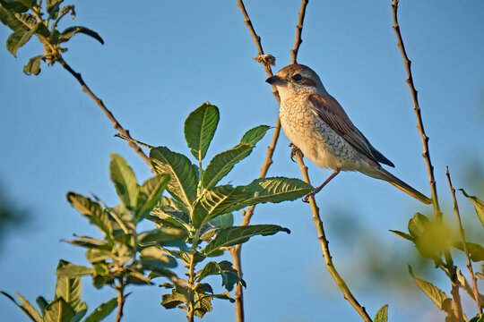 Neunt&ouml;ter ( Lanius collurio ) oder Rotr&uuml;ckenw&uuml;rger ( auch Rotr&uuml;ckiger W&uuml;rger ).