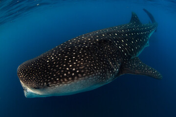 Whale shark swimming in the warm blue waters off of Cancun