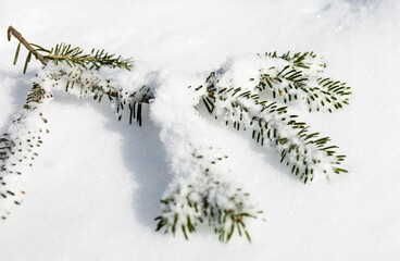 Spruce branch in the snow. Christmas background.