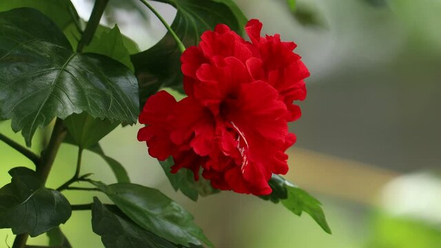red hibiscus flower