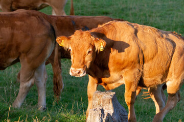 Cows in a farm field lit by a setting sun