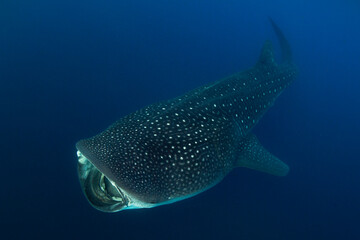 Whale shark swimming in the warm blue waters off of Cancun