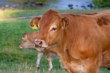 Cows in a farm field lit by a setting sun