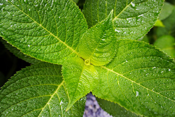 Close-up of bright green leaves of the hydrangea bush with droplets of water on the leaves
