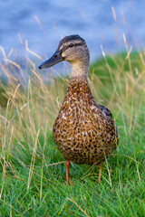 Duck in a Nature Reserve - Standing in tall grass