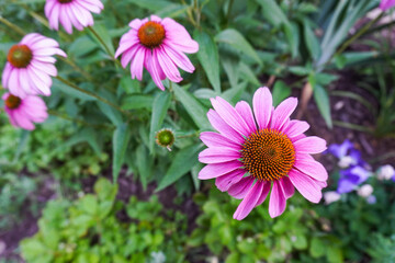 Fototapeta premium Flowers with pink petals in a garden in summer