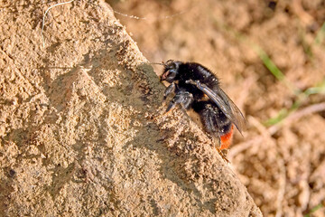 Steinhummel ( Bombus lapidarius ).