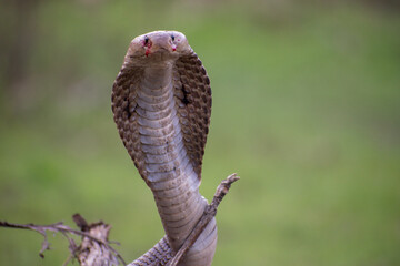 Closeup of Indian cobra.