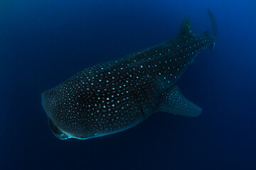 Fototapeta premium Whale shark swimming in the warm blue waters off of Cancun