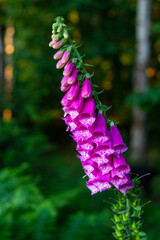 Pink flower in woodlands 