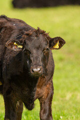 Cows in a farm field lit by a setting sun