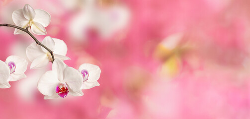 Fototapeta na wymiar Branch of blooming white Phalaenopsis orchid close-up on a pink flower spring background with copy space. Valentine's day concept, romance