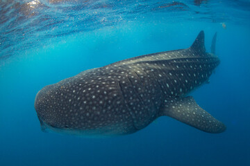 Whale shark swimming in the warm blue waters off of Cancun