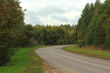road in the summer forest