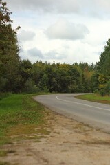 Fototapeta na wymiar road in the summer forest