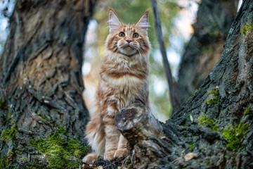A big maine coon kitten sitting on a tree in a forest in summer.