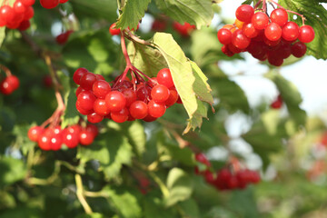 Viburnum opulus at sunset on the branch