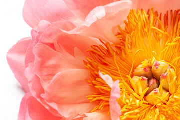 Fresh beautiful coral peony close up on the white background 
