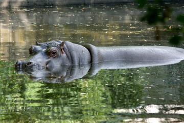 A huge hippo peeps out from under the water. Hippopotamus in the river