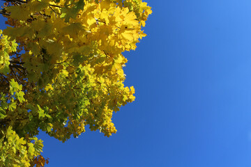 autumn tree on blue sky