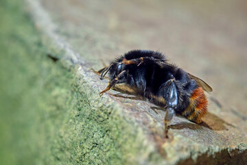 Steinhummel ( Bombus lapidarius ).