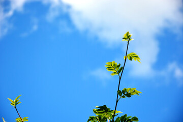 A sprig of Rowan on the background of blue sky.