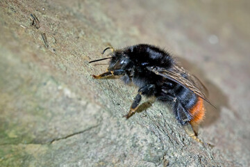 Steinhummel ( Bombus lapidarius ).
