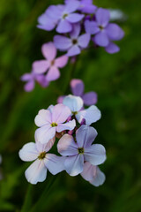 Colour close up of wildflowers along a hiking trail at Lemoine Point conservation area in Kingston, Ontario Canada during a bright sunny summer day.