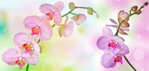 pink orchid and empty space for text