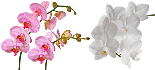 Fototapeta na wymiar pink orchid Phalenopsis
