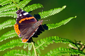 Admiral ( Vanessa atalanta, Syn.: Pyrameis atalanta ).