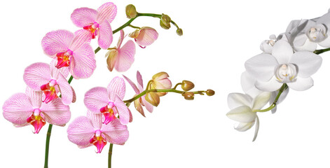 Fototapeta na wymiar pink orchid Phalenopsis