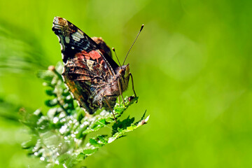 Admiral ( Vanessa atalanta, Syn.: Pyrameis atalanta ).